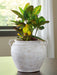 Meadie Vase - Royal Furniture & Gifts (MI) - Multi Location