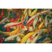 Koi Printed Canvas Painting - Royal Furniture & Gifts (MI) - Multi Location